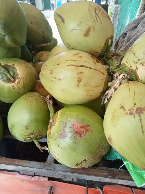 Fresh Khmer Coconuts